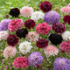 Scabiosa - Pincushion Mix - 10 Stems/Bunch