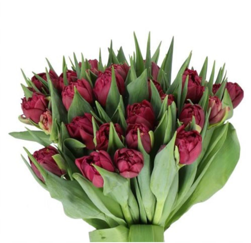 Tulip - Alison Bradley - 10 Stems/Bunch