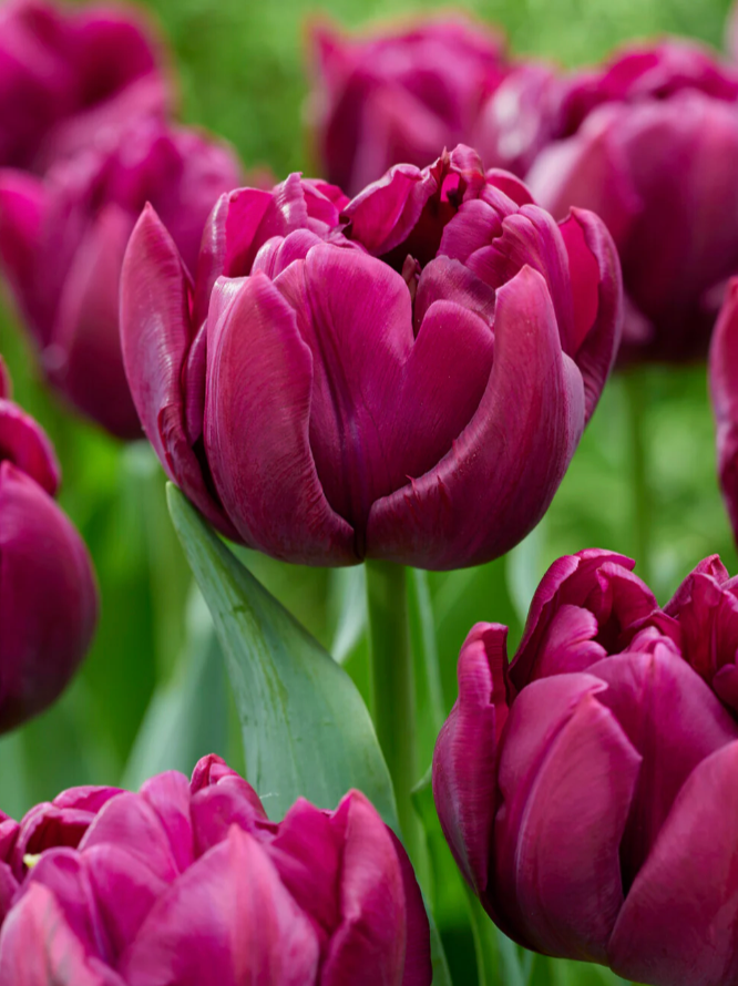 Tulip - Alison Bradley - 10 Stems/Bunch