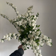 Spirea - White - 10 Stems/Bunch