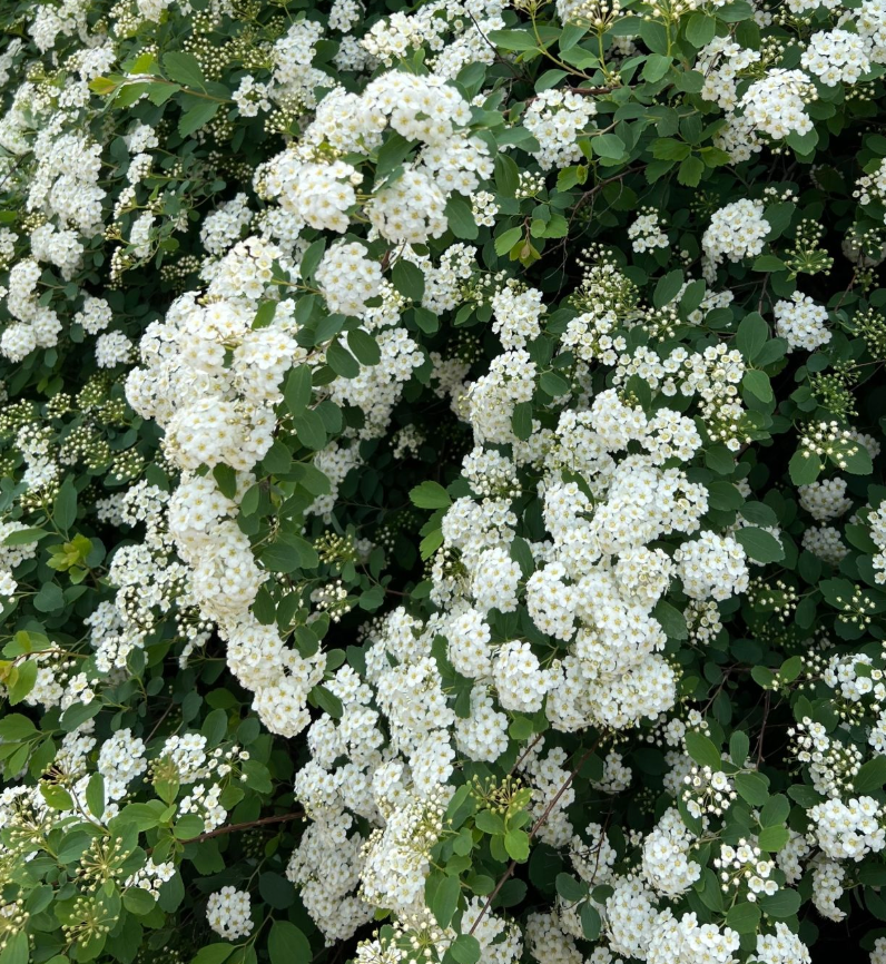 Spirea - White - 10 Stems/Bunch