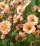 Geum - Mai Tai Peach - 10 Stems/Bunch
