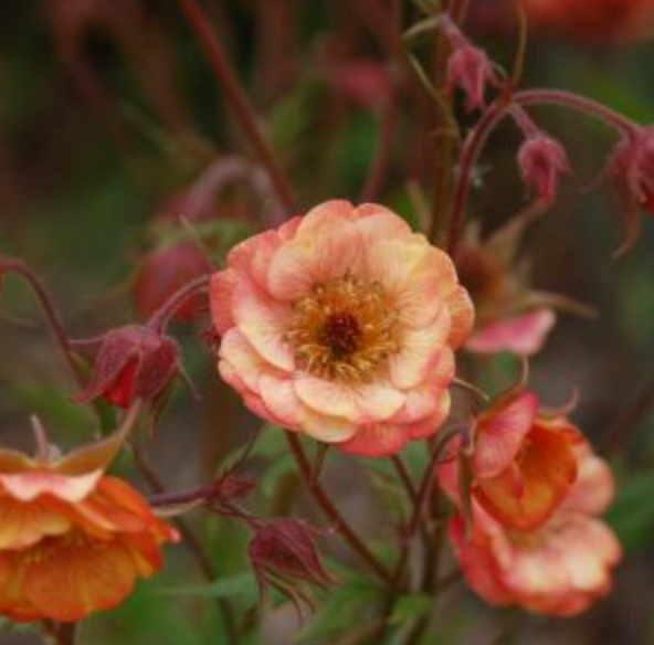 Geum - Mai Tai Peach - 10 Stems/Bunch