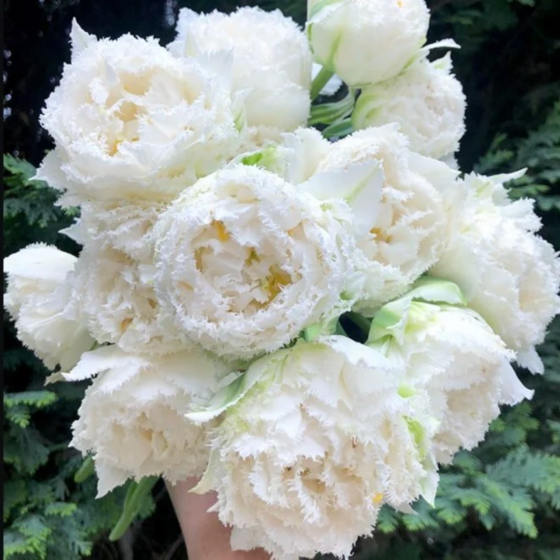 Tulip - Snow Crystal - 10 Stems/Bunch