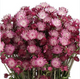 Astrantia - Pink/Red Mix - 10 Stems/Bunch