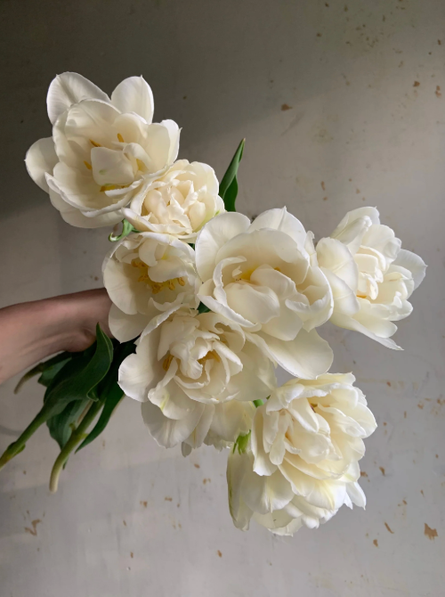 Tulip - Mondial - 10 Stems/Bunch