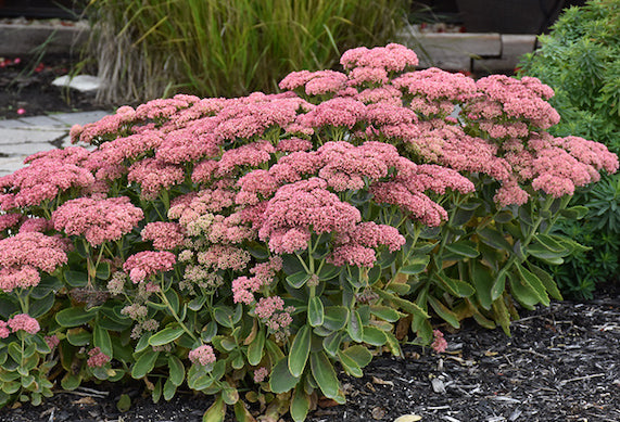 Sedum Autumn Fire - Red - 5 Stems/Bunch
