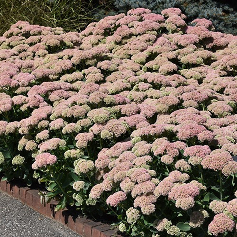 Sedum Autumn Joy - Pink - 5 Stems/Bunch