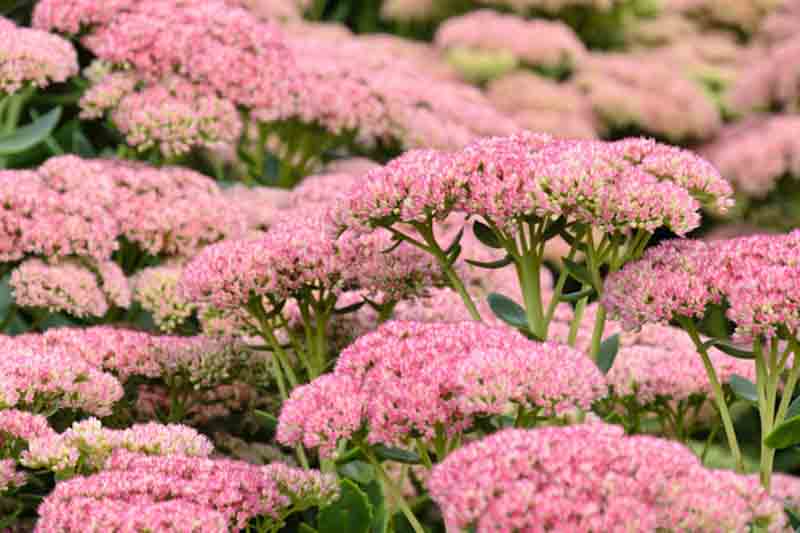 Sedum Autumn Joy - Pink - 5 Stems/Bunch