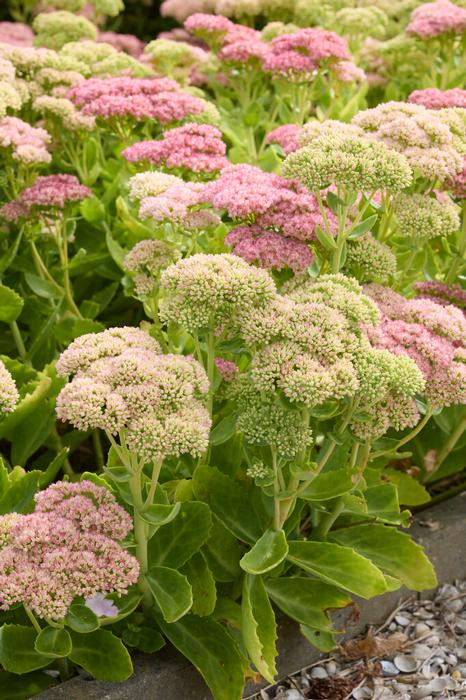 Sedum Autumn Joy - Pink - 5 Stems/Bunch