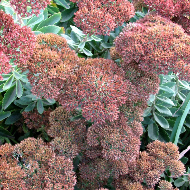 Sedum - Autumn Brown - 5 Stems/Bunch