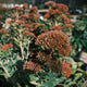 Sedum - Autumn Brown - 5 Stems/Bunch