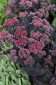 Sedum Cherry Truffle - Purple - 5 Stems/Bunch