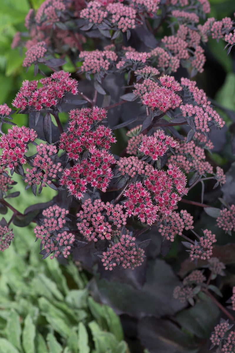 Sedum Cherry Truffle - Purple - 5 Stems/Bunch