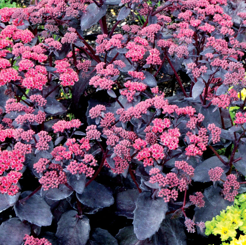 Sedum Cherry Truffle - Purple - 5 Stems/Bunch