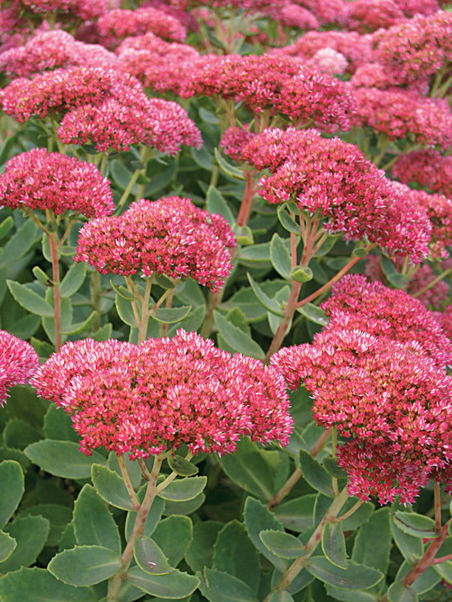 Sedum Autumn Fire - Red - 5 Stems/Bunch