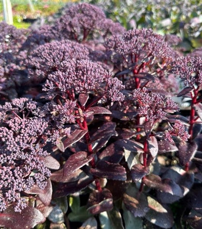 Sedum Cherry Truffle - Purple - 5 Stems/Bunch