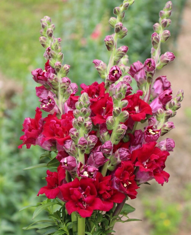 Snapdragon - Butterfly Red - 10 Stems/Bunch