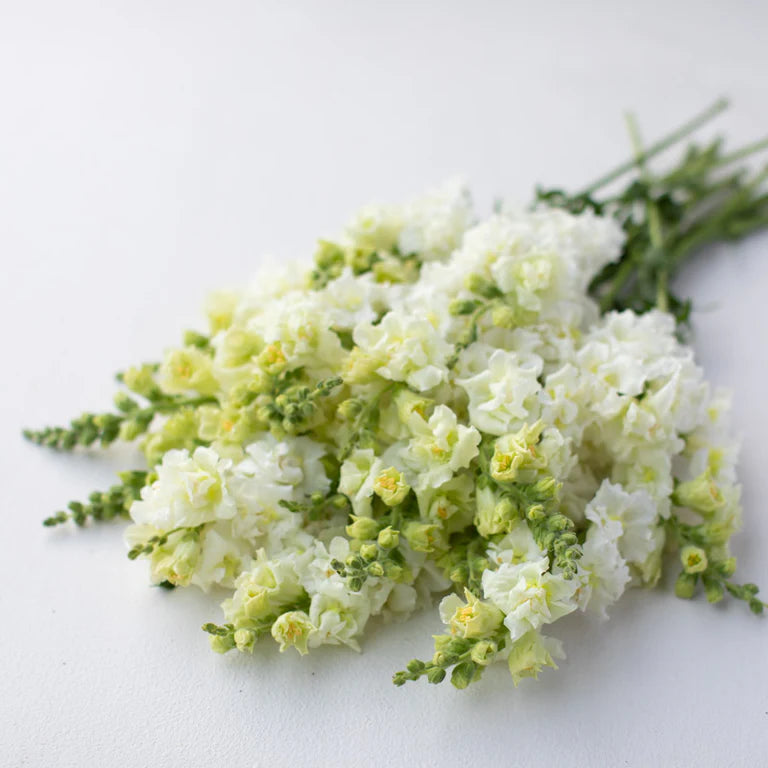 Snapdragon - Butterfly White - 10 Stems/Bunch