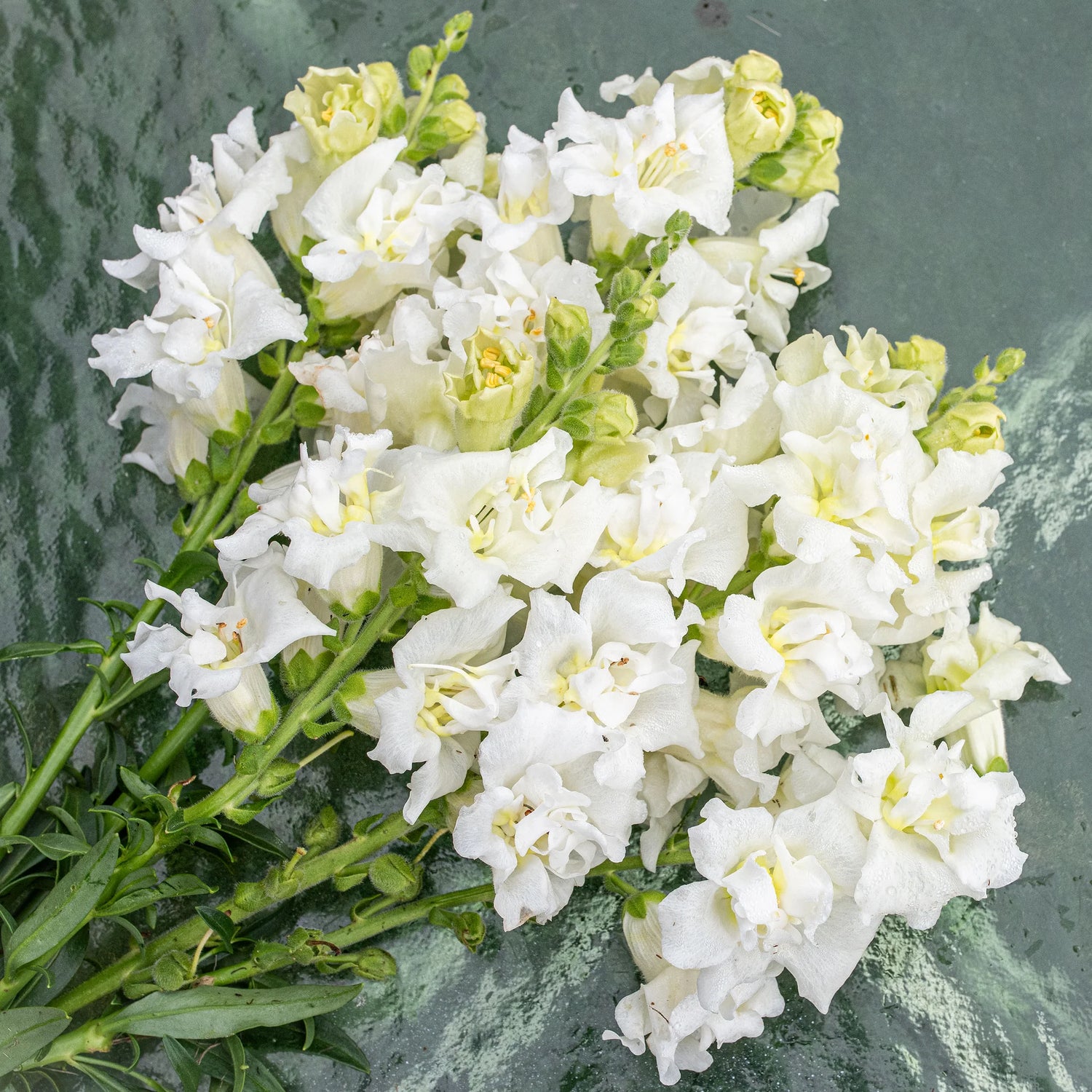 Snapdragon - Butterfly White - 10 Stems/Bunch