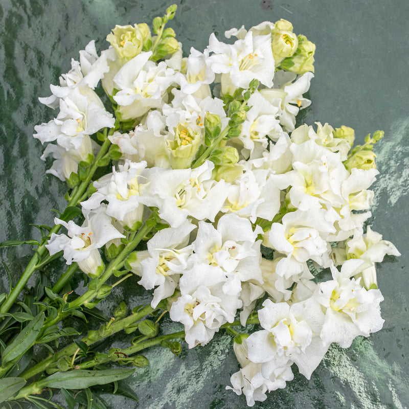 Snapdragon - Butterfly White - 10 Stems/Bunch