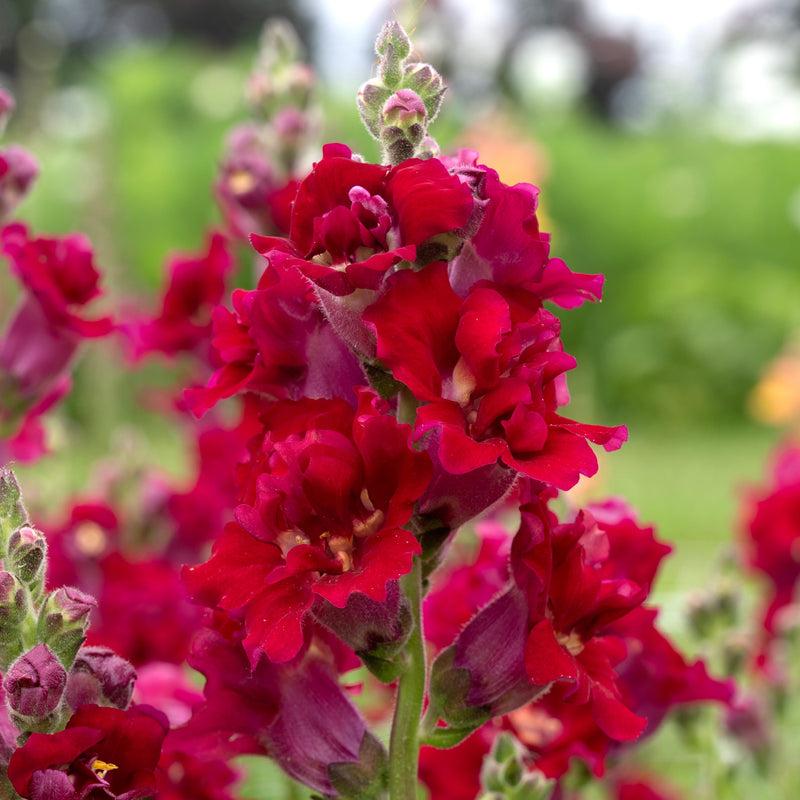 Snapdragon - Butterfly Red - 10 Stems/Bunch