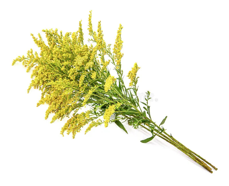 Delphinium - Purple - 5 Stems/Bunch