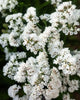 Statice - White - 10 Stems/Bunch