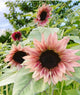 Sunflower - Strawberry Blonde - 5 Stems/Bunch