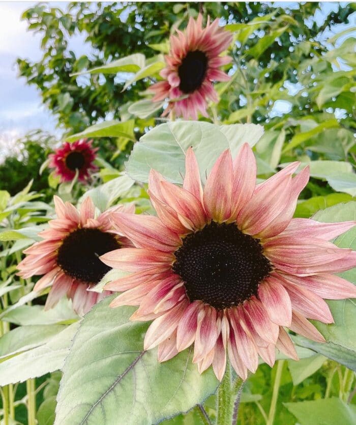 Sunflower - Strawberry Blonde - 5 Stems/Bunch