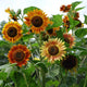 Sunflower - Bronze Mix - 5 Stems/Bunch