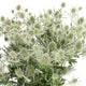Thistle - White - 5 Stems/Bunch