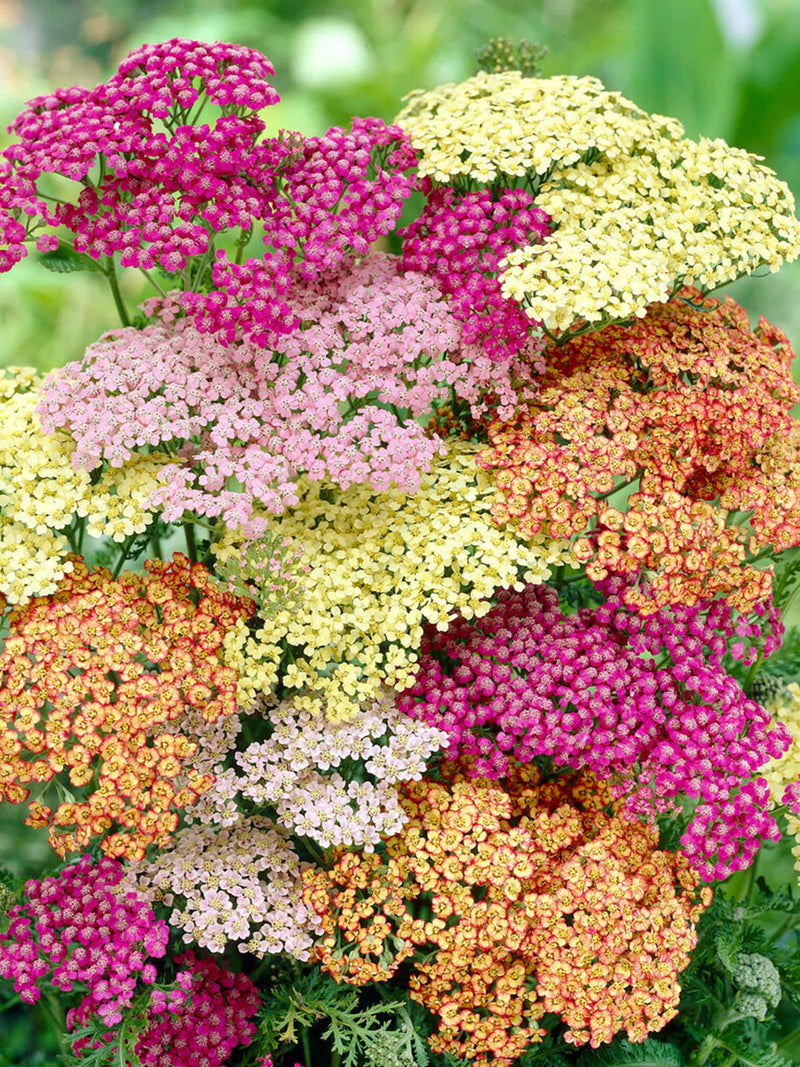 Yarrow - Mix - 20 Stems/Bunch