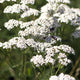 Yarrow - White - 20 Stems/Bunch