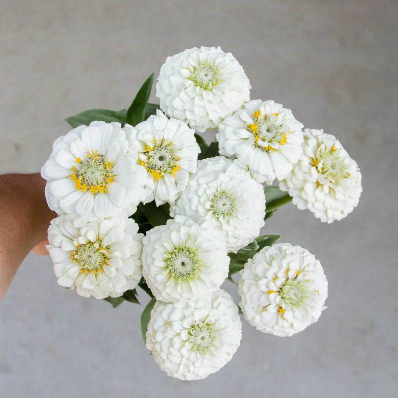 Zinnia - Small White - 10 Stems/Bunch
