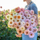 Zinnia - Pastel Mix - 10 Stems/Bunch