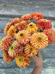 Zinnia - Lime Orange - 10 Stems/Bunch