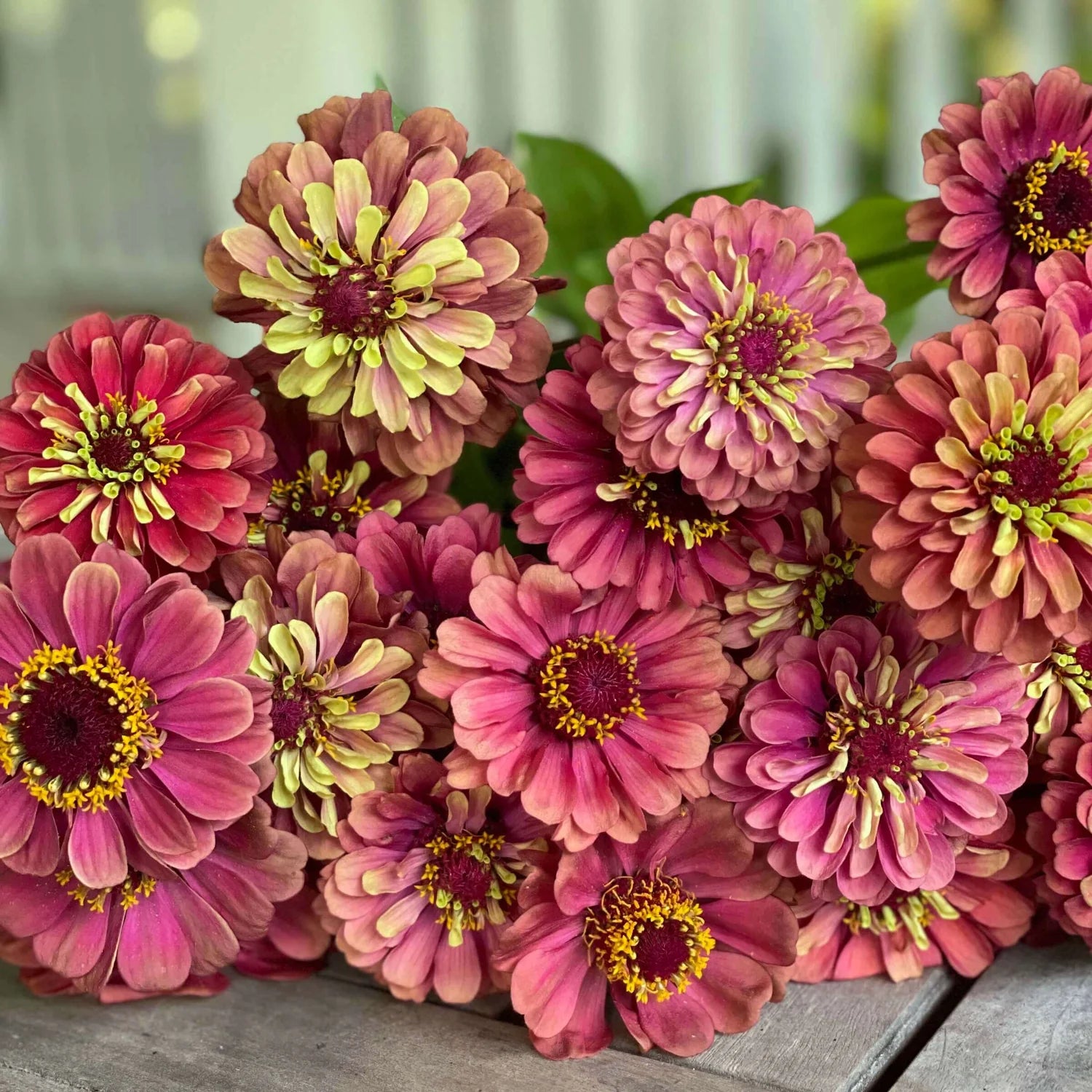 Zinnia - Lime Red - 10 Stems/Bunch