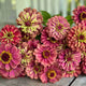 Zinnia - Lime Red - 10 Stems/Bunch