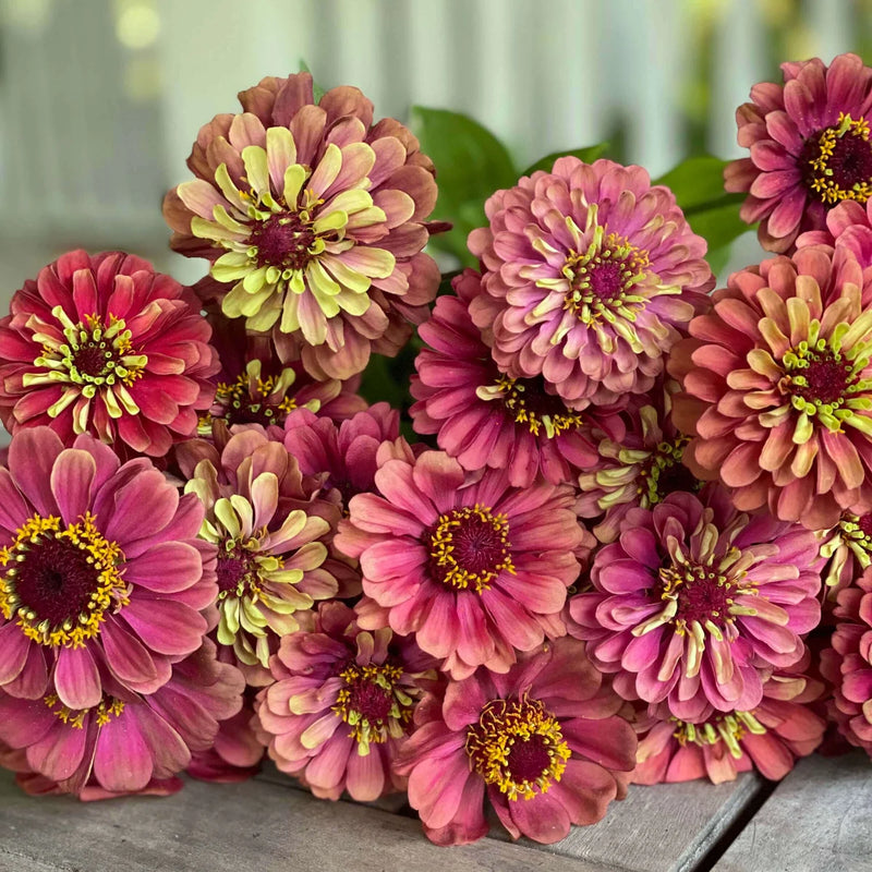 Zinnia - Lime Red - 10 Stems/Bunch