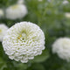 Zinnia - Large White - 10 Stems/Bunch