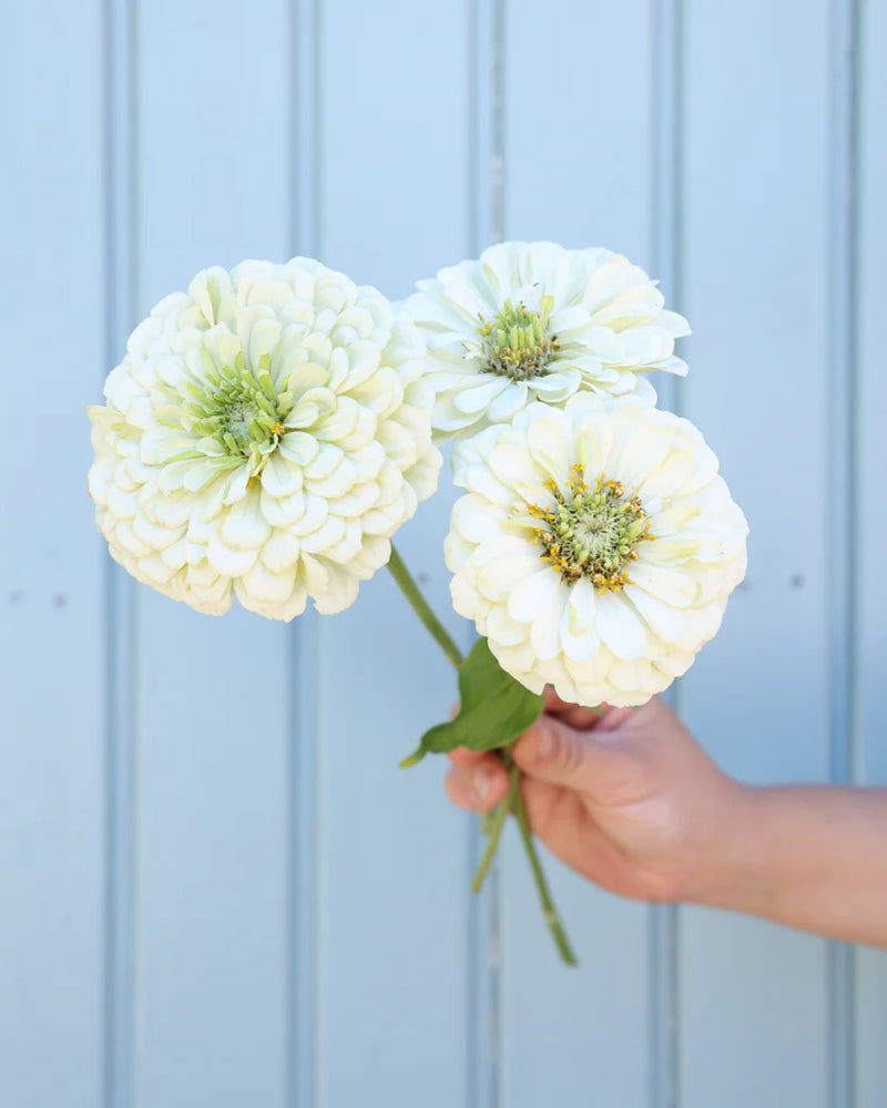 Zinnia - Large White - 10 Stems/Bunch