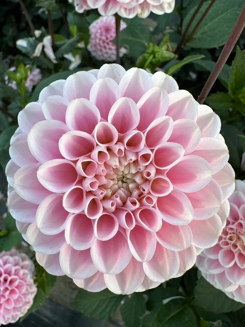 Dahlia - Soft Pink - 5 Stems/Bunch