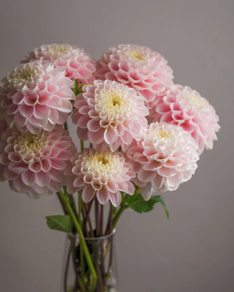 Dahlia - Soft Pink - 5 Stems/Bunch