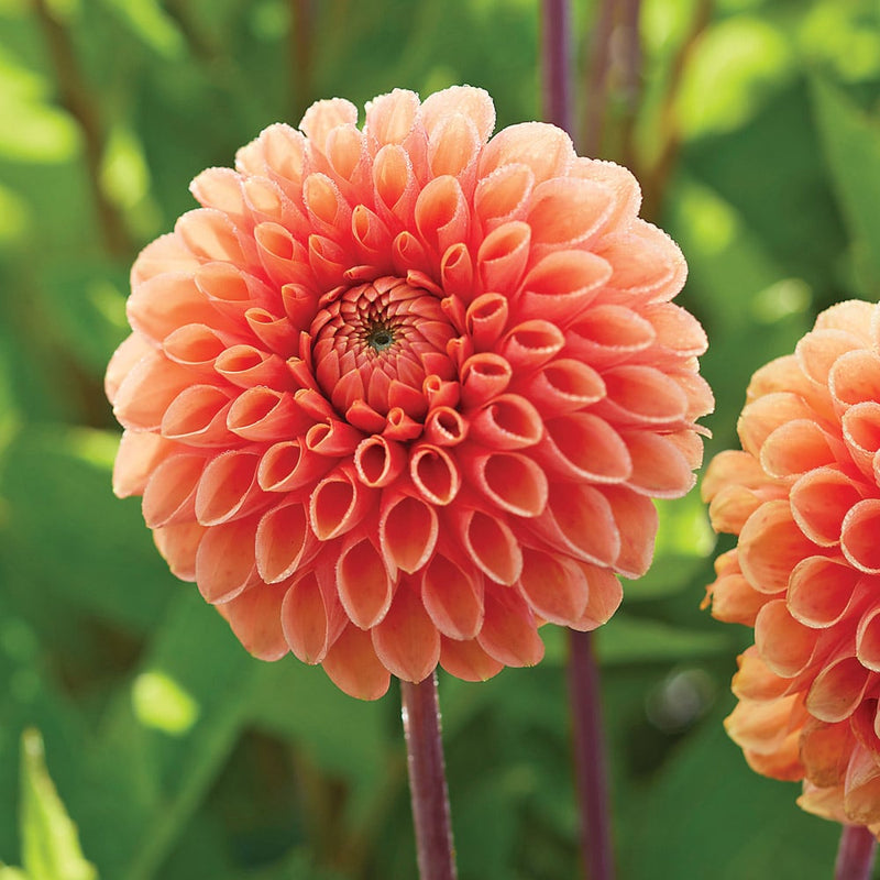 Dahlia - Soft Orange - 5 Stems/Bunch
