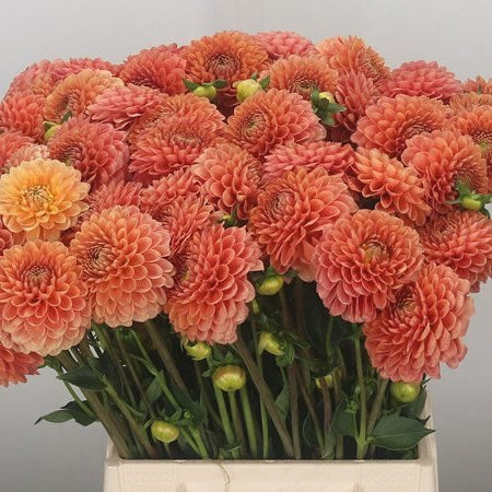 Dahlia - Soft Orange - 5 Stems/Bunch
