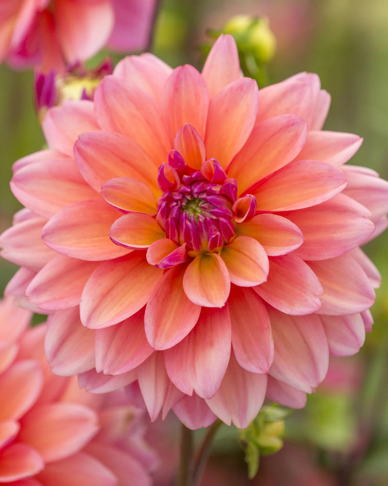 Dahlia - Sunset Pink - 5 Stems/Bunch