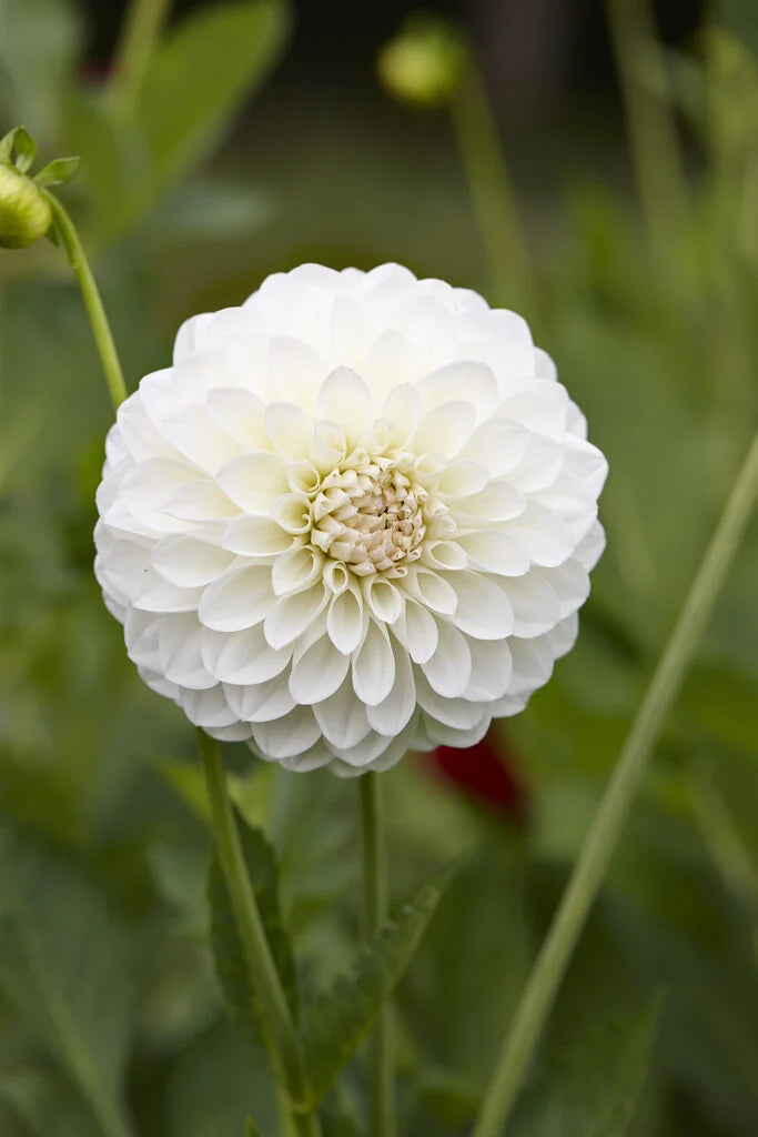 Dahlia - White - 5 Stems/Bunch