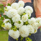 Dahlia - White - 5 Stems/Bunch