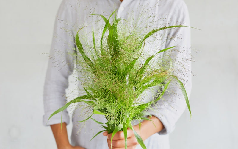 Explosion Grass - 10 Stems/Bunch